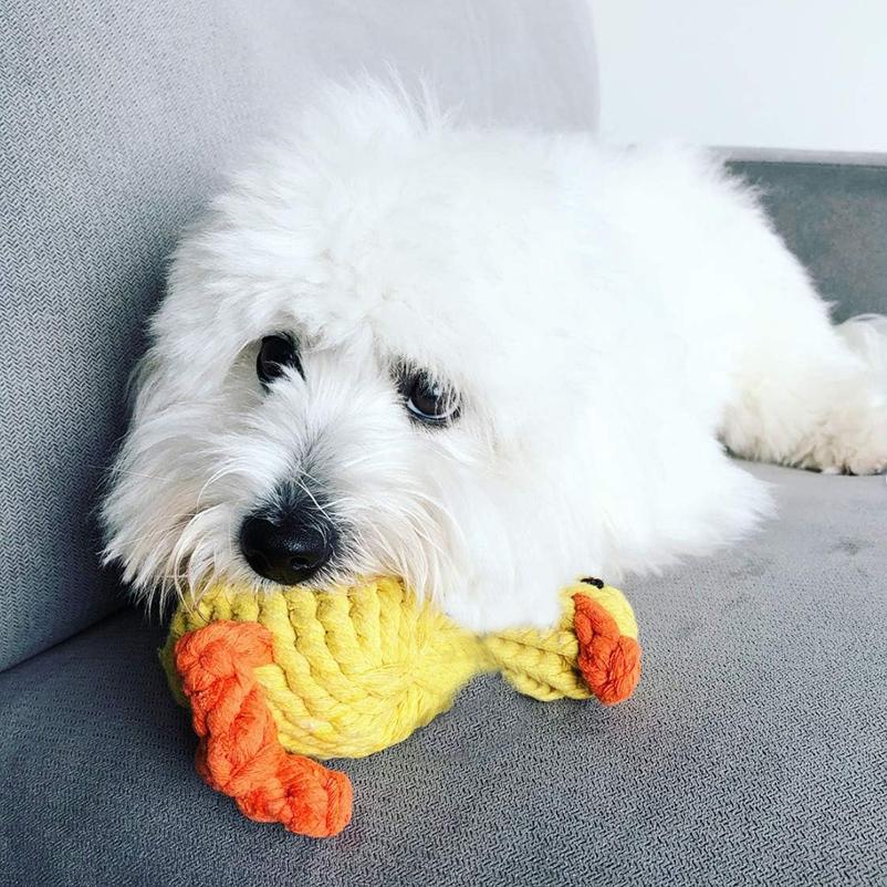 

Hot pet dog sound toy creative braided yellow duck bite resistant sound molar plush dog toy