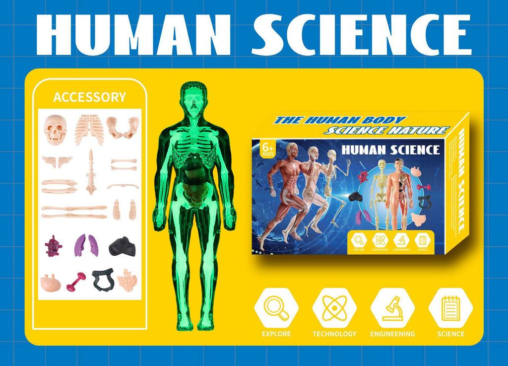 3D Educational Human Body Model with Skeleton & Organs for Kids
