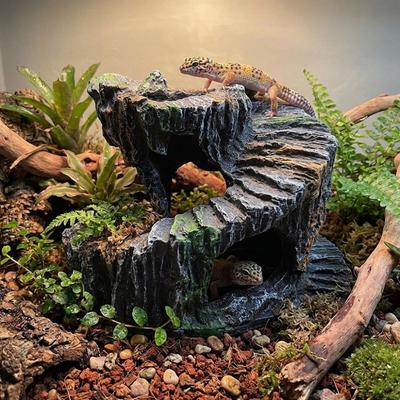 Sürüngen – Sürüngen Terraryumları