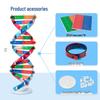 DIY DNA Double Helix Model Kit for Biology Teaching and Science Experiments