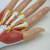 PNT-0351 Hand Anatomy Model: Medical Teaching Tool with Hand Muscle Anatomy, 4 Parts.