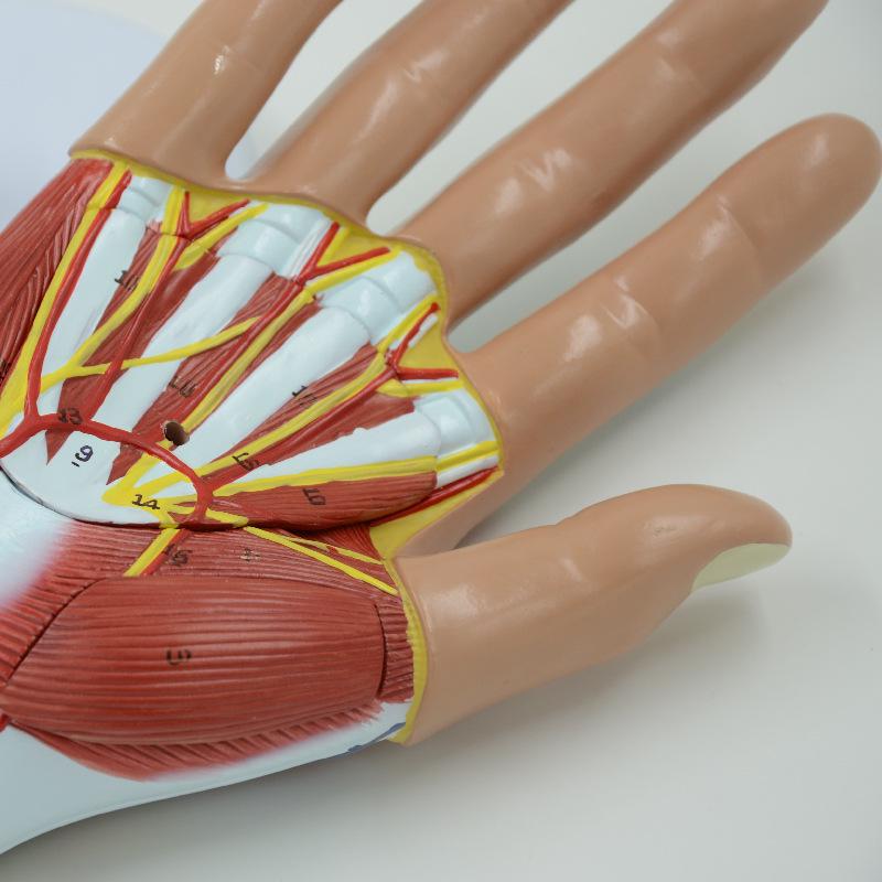 PNT-0351 Hand Anatomy Model: Medical Teaching Tool with Hand Muscle Anatomy, 4 Parts.