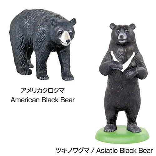 Colorata World Bear Figurine 3D Encyclopedia (Bears / 8 types / with explanatory booklet) Realistic Figurine Box Toy Educational Toy Gift Food Sanitat