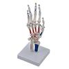 Model Schelet Mână Model Medicale Model Schelet Mână PVC Arătând Ulna și Radiusul Model Didactic pentru Studiu Medical