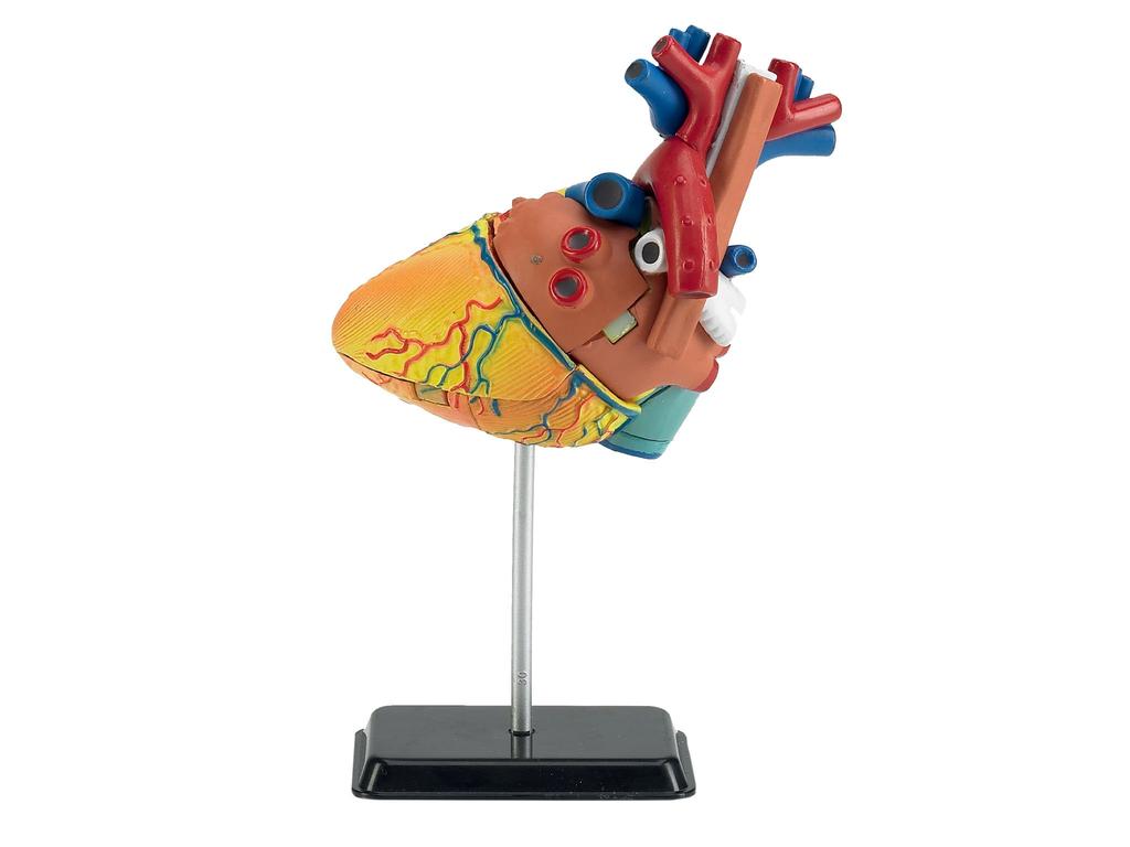 German Level Anatomical Model Heart Anatomy 02101 Plastic Model 1/2