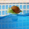 Flamingo Pool Chlorine Floater Dispensers PVC Chlorine Tablets Turtle Floater  Swimming Pool