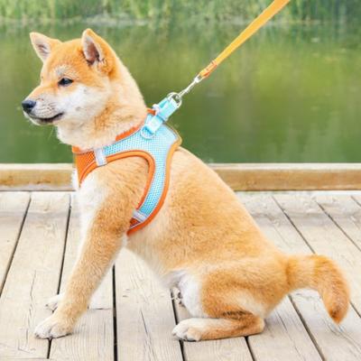 Köpek – Köpek Tasmaları ve Tasma Kayışları