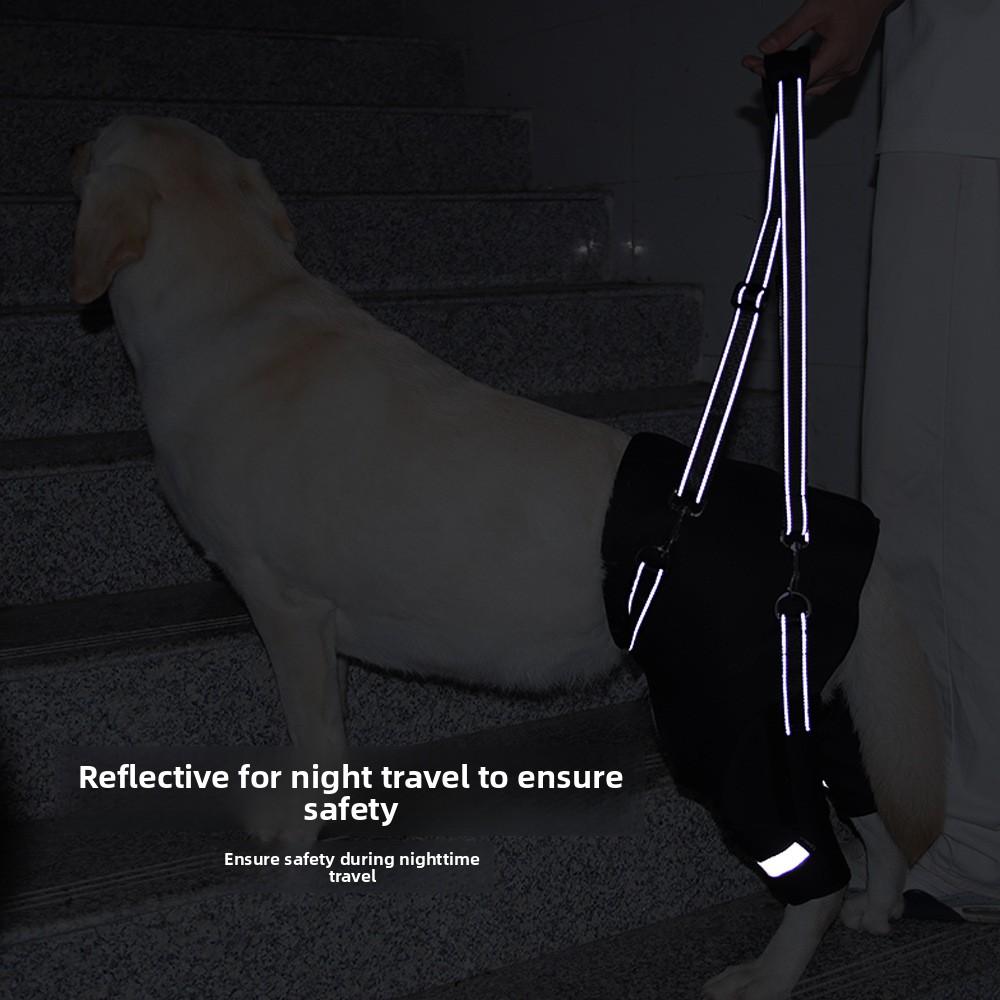 The Hind Legs of The Dog Assist In Taking The Disabled Dog Out for Rehabilitation with A Hind Leg Lift and Leash