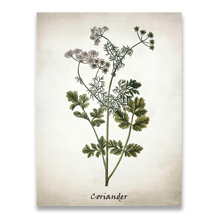 Herb Canvas Art Painting Vintage Herbal Illustrations Posters and Prints Culinary Herbs Botanical Kitchen Wall Art Picture Decor