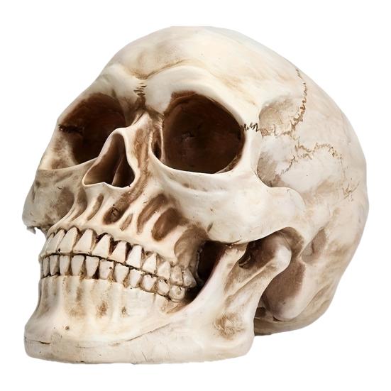 Skull Ornament Realistic Details Resin Crafted Desktop Skull Statue Halloween Office Home Desk Accessory