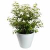 White Purea Garden Pot H41.2x46.4 Cm