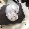 Pet Camping Bed Elevated Bed for Dogs Folding Puppy Camping Bed Cat House Portable Removable Washable Puppy Beds Dog Hammock