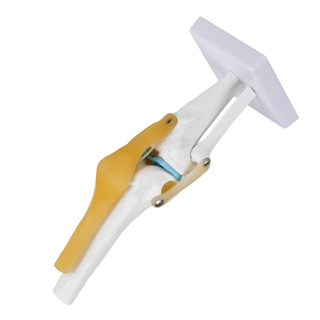 Life Size Human Knee Joint   Model for Skeleton Study Ideal for Hobbyists, Vividly Demonstrates Knee Mechanics with Ligament Model