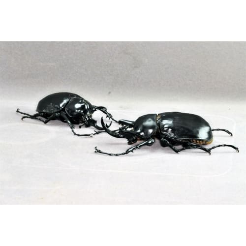 BACALYSO | Nirvana Acteon Elephant Beetle Figure, Refrigerator Ornament, Magnetic, Realistic, Adult, Illustrated, Insect, Beetle, Resin, Adult-Friendl