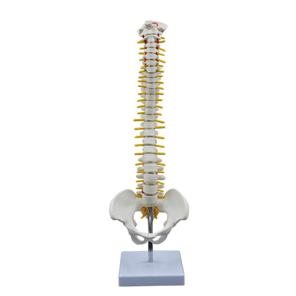 17.7Inch Spine Bone Human Spine Model for Anatomy Study Education Use Shows Vertebrae Nerves Lumbar Column Male Pelvis