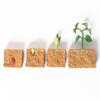 Simulation Life Cycle of a Green Bean Plant Growth Cycle Model Action Figures Collection Science Educational Toys for Children