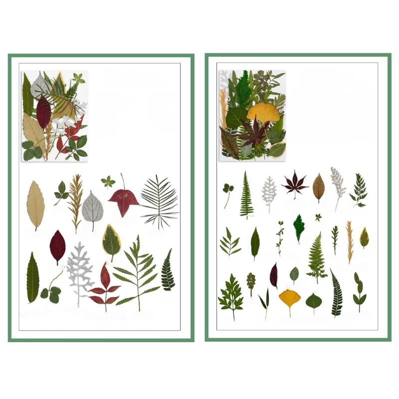 4Packs Dried Plant Specimens Craft Supplies 120 Real Pressed Leaves For DIY Jewelry Home Decors Natural Plant Materials Set