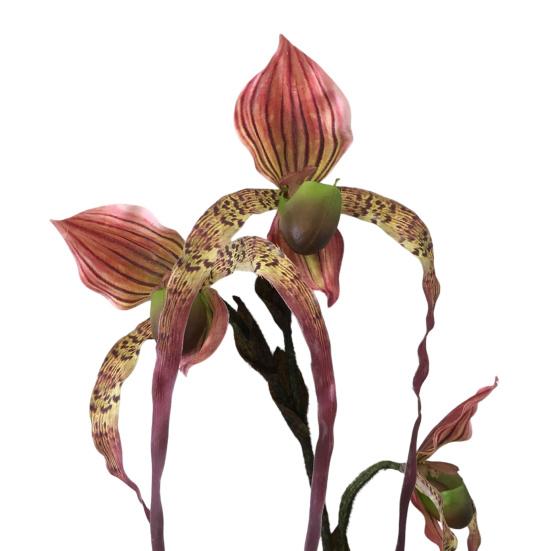 

Искусственный цветок Пафиопедилум Реалистичный Шелковый Пластиковые лепестки Гибкие стебли Долговечный Не требует полива Поддельная орхидея Декор для дома вино красного