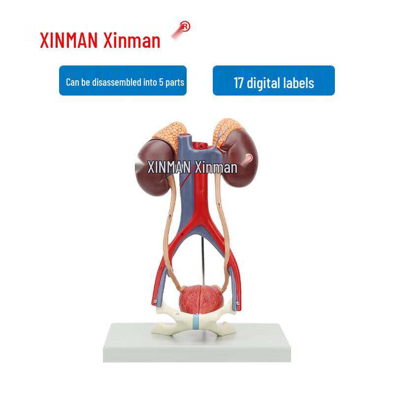 Xinman Human Urinary System Model