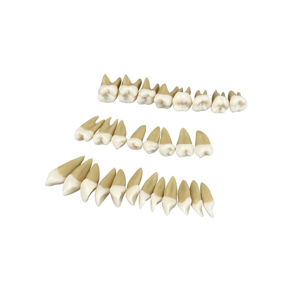 Transparent Dental Model Tooth Root Visible Dental Typodont Model With Removable Teeth Soft Gum  Tooth Extraction Pratice Models