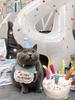Birthday Toy Set for Dogs and Plush Dog Chew Squeak and Bib for Pets 3-Piece Cats Toy, Toy, Cake, Hat,
