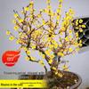Cold-Resistant Winter Jasmine Bonsai with Old Trunk for Indoor or Balcony Decor - Red & Green All Season
