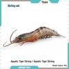 Children's Bikini Jellyfish Underwater Model Decoration