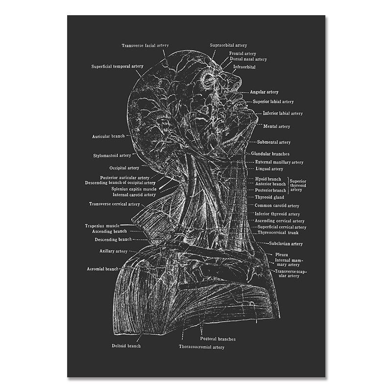 Anatomy Muscle Bone Black and White Canvas Painting Skeleton Organ Wall Art Modern Pictures Posters for Doctor Office Home Decor