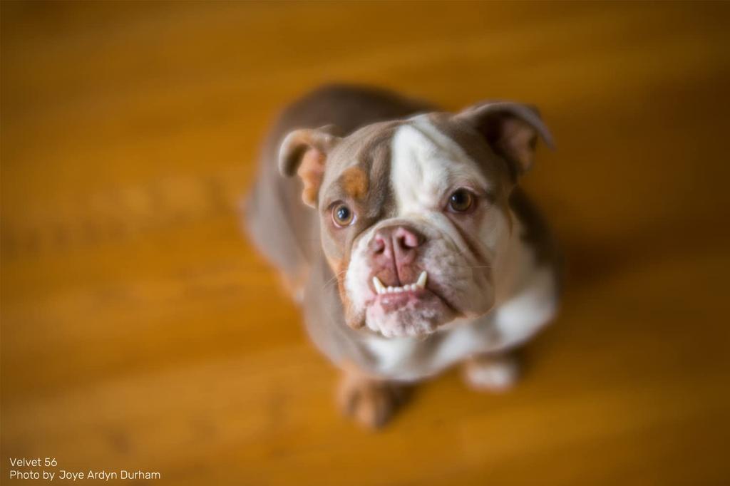 Lensbaby Soft Lens Velvet Focal Length 56mm Canon RF Full Frame Black 56, F1.6, Mount, Compatible,