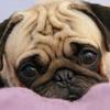 5D DIY Diamond Painting Dog Diamond Embroidery Animal Scenery Cross Stitch Full Round Drill Home Decor Manual Art Gift