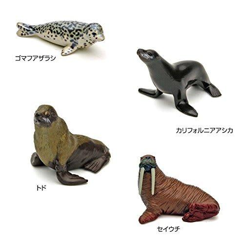 Calorata 3D Marine Creatures Encyclopedia (Whales, Dolphins, Sea Otters / 13 Species / Includes Instructions) Realistic Figures (Educational Toy) Birt