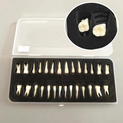 Modelo de implante dental de 28 dientes para práctica dental, modelo de estudio para enseñanza de 28 dientes, accesorios.