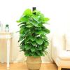 Ventilate Climbing Plant Stand Plastic Potted Plant Holder Climbing Vine Pillar  Indoor Plant Use