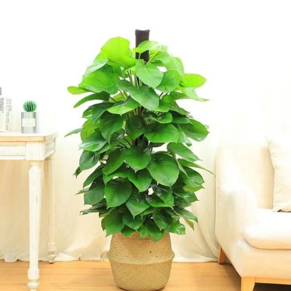 Ventilate Climbing Plant Stand Plastic Potted Plant Holder Climbing Vine Pillar Indoor Plant Use