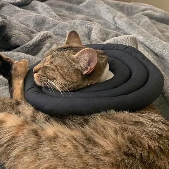 Collare Cono Morbido Regolabile a Ciambella con Coulisse Alternativa al Collare a Cono per Cani e Gatti di Taglia Grande, Media, Piccola Dopo l'Intervento