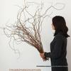 Dragon Willow Dried Branches: Natural Floral Arrangement with Twigs and Flowers for Realistic Art and Ornamentation.