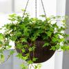 Self Watering Hanging Planters Indoor Outdoor Thickened Hanging Basket Flower Pot with Water Level Indicator Hanging Plant Pot