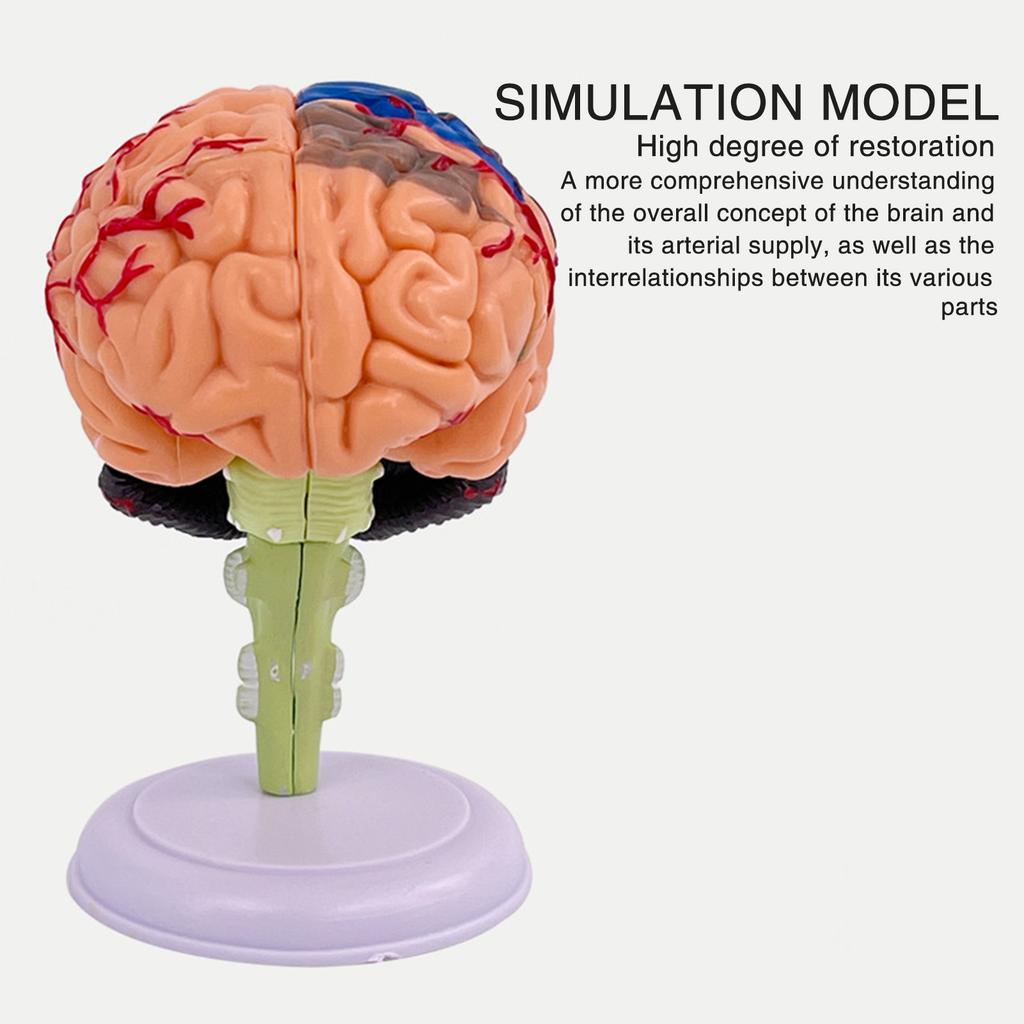 4DMaster 4D Human Anatomy Model Brain Structure Medical Puzzle Assembly Model for Education