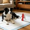 Köpek – Köpek bakım ürünleri