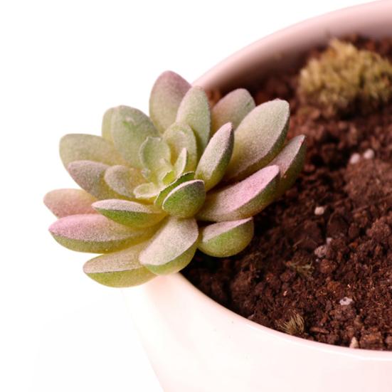 Mini Künstliche Sukkulenten Realistische Fake Kleine Kakteen Pflanzen Bunte Kunststoffe Beflockte Topflose Pflanzen für Garten Blumentopf Küche Heimdeko