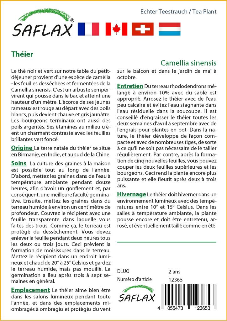 SAFLAX Čajovník - 6 semen - Se substrátem pro lepší pěstování - Camellia sinensis