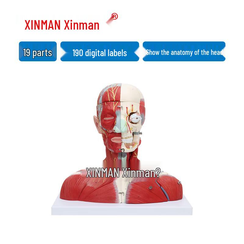XINMAN Head and Neck Vascular Nerve Model with Brain