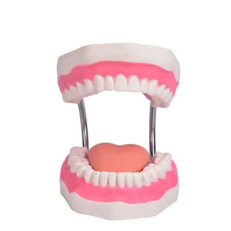 5X Magnified Dental Care Teaching Model
