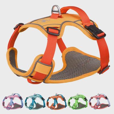 Cani – Collari e guinzagli per cani