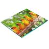 Kitchen Multifunctional Decorative Tempered Glass Board Parrot Branch 60X52 Cm