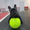 Pet Dog Toy Big Ball Inflatable Rubber Tennis Ball Dog Play Supplies (No Air Pump)
