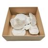 Dried White Hairy Polypore - Pack of 6