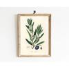 Botanical Vintage Prints Painitng Decoration Botanical Fern Wall Art Posters Modern Flower Wall Art Gift Print Home Room Decor