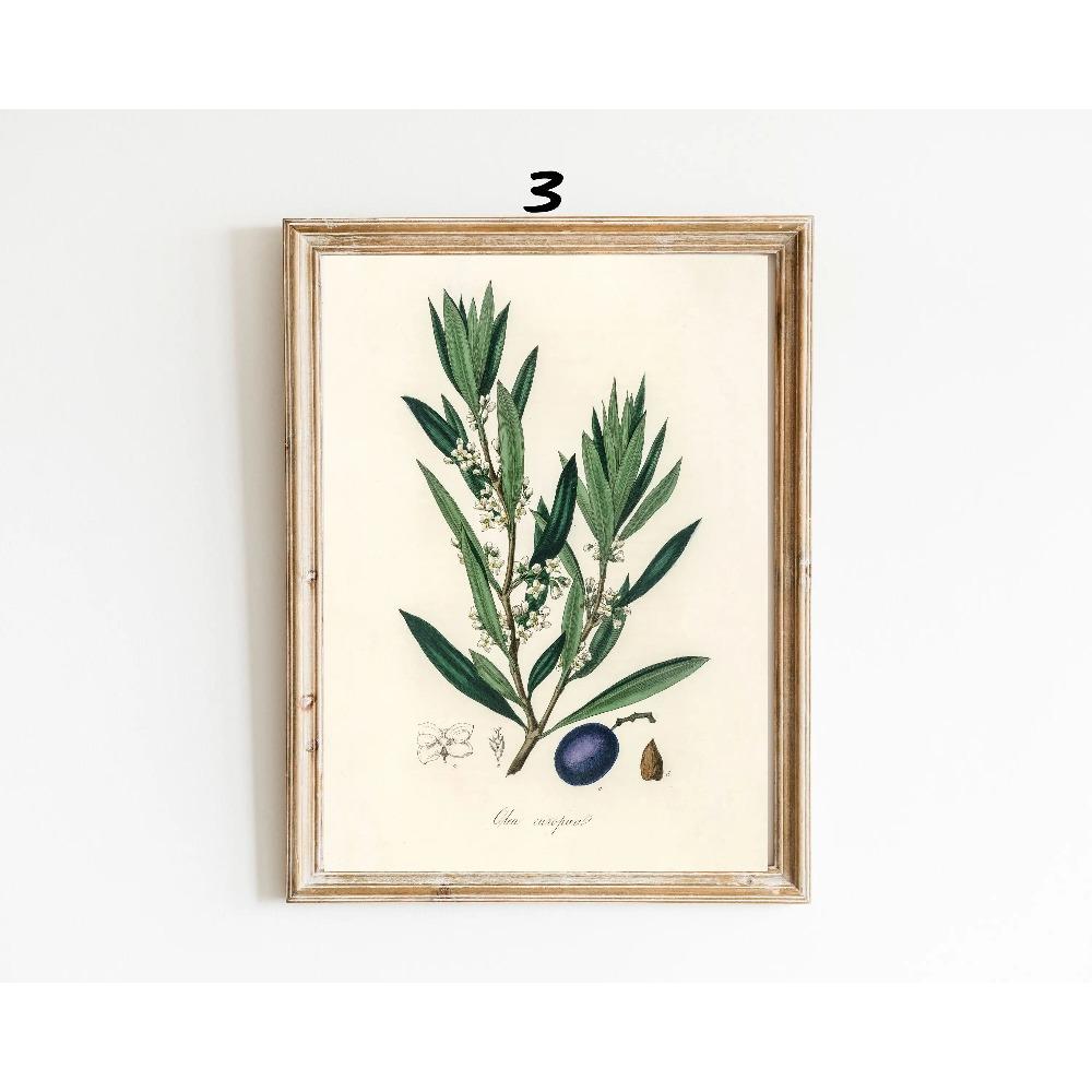 Botanical Vintage Prints Painitng Decoration Botanical Fern Wall Art Posters Modern Flower Wall Art Gift Print Home Room Decor