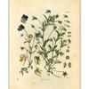 Vintage Wild Plant Canvas Malerier Botanisk Flower Study Peon Plakat og trykk Vegg Art Bilde for Stue Decor Cuadros